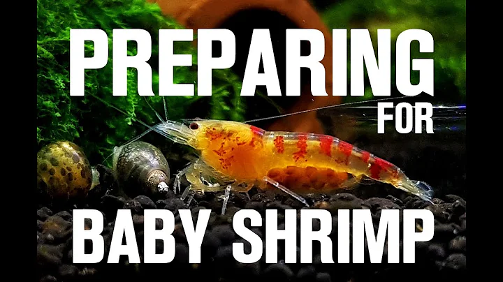 Boosting Survival for Baby Shrimp: A Comprehensive Guide