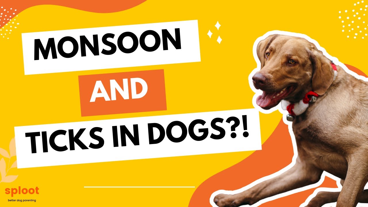 How Monsoon Season Affects Dogs: Protecting Them from Ticks