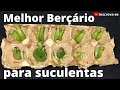 Suculentas - como fazer mudas - Melhor Berçário!