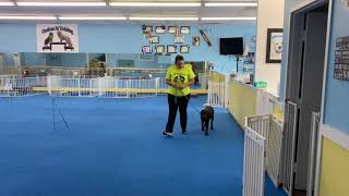 Banks handled by Kirsten Zabicki.             AKC RNV-2 Novice by Canines At Training 48 views 2 years ago 2 minutes, 33 seconds