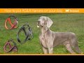 Ferplast - How to put Agila Harness on your dog - GB