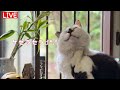 【6/15(月)朝LIVE】『朝からハッピー!おはごわす🌻けいきち&ままきち』みんな、おじゃったもんせ.Welcome.Have a peaceful day!