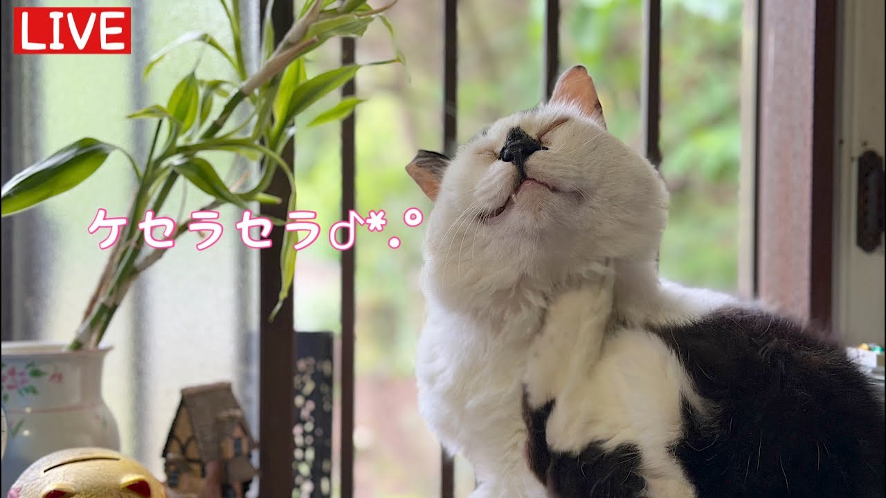 【6/15(月)朝LIVE】『朝からハッピー!おはごわす🌻けいきち&ままきち』みんな、おじゃったもんせ.Welcome.Have a peaceful day!