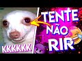 TENTE NÃO RIR / AS FAMOSAS CANTADAS