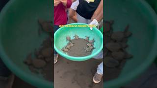 Velas-The Village Of Olive Ridley Turtles!🐢#viral #shorts #trendingshorts #youtubeshorts #seaturtle