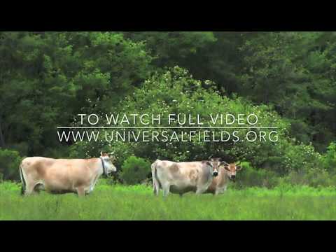 Happy Somagosala Cows
