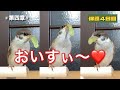 保護雀【5】初めてのぶどうに舌鼓を打つ！（2025年7月26日）