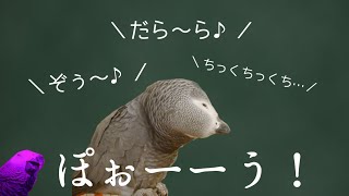 これじゃなかなか掃除に辿りつけそうもない…w【喋る鳥・ヨウムのずぅちゃん】