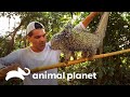 Puercoespín amazónico se defiende de Frank | Wild Frank | Animal Planet