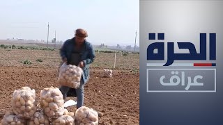 محصول البطاطا في الموصل.. اكتفاء ذاتي ولكن!