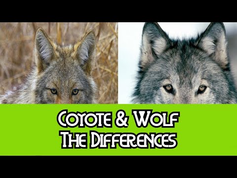 Coyote & Wolf - The Differences