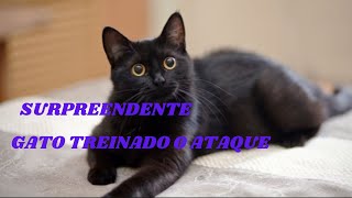 ☑️[FOFURA]COMO OS GATOS TREINAM OS SEUS INSTINTOS PRIMÁRIOS?