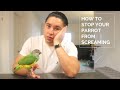 How To Stop Your Parrot From Screaming | Reduce Screeching By Doing This!