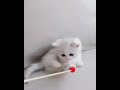 Beautiful Cute Cats Video Cute Funny Trane Cats Video Cute Baby Beautiful Cute Cats Video Cute Funny Trane Cats Video Cute Baby