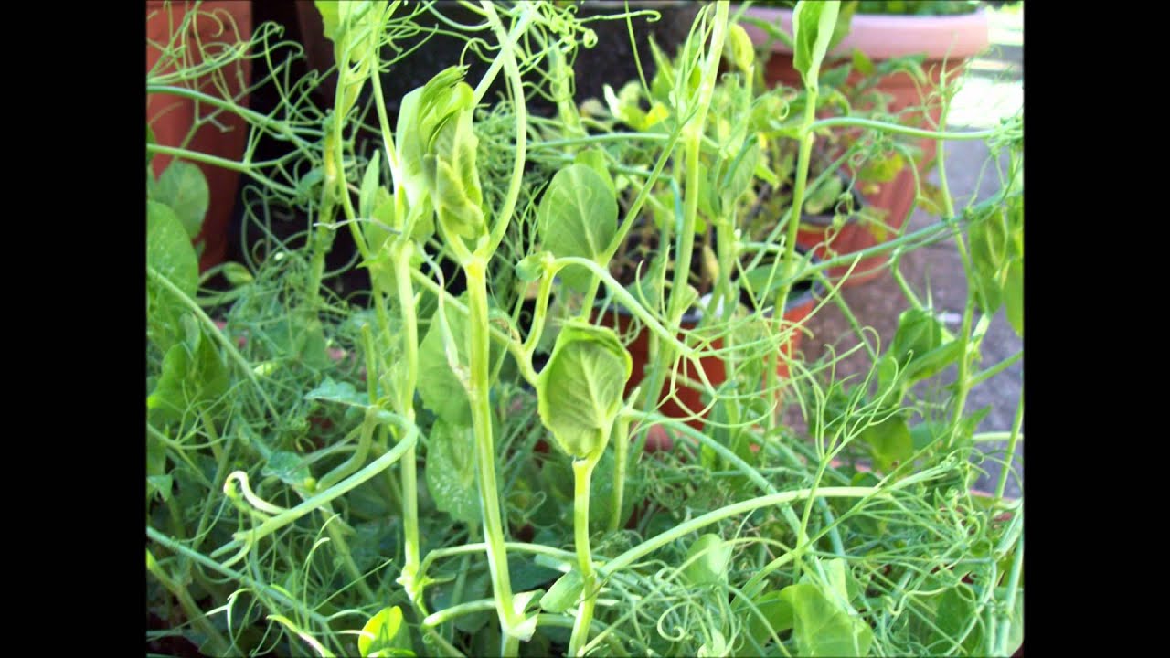 How To Grow Pea Shoots YouTube