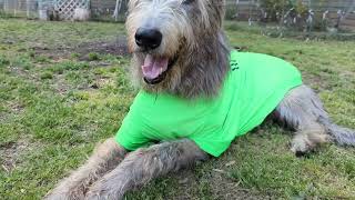 Borzoi Border collie and Irish wolfhound Family gathering