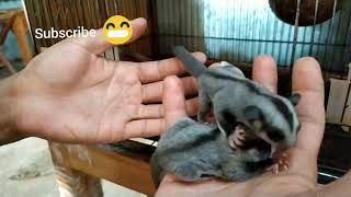 Panen ternak joey SUGAR GLIDER