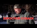 Главные принципы дрессировки взрослой собаки