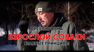 видео: Главные принципы дрессировки взрослой собаки картинка: Главные принципы дрессировки взрослой собаки