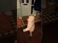 The jacket trick