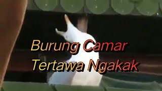 Burung Camar Tertawa