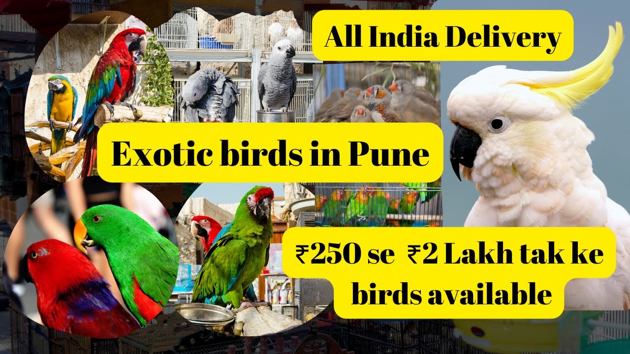 Pets Empire in Dhankawadi,Pune - Best Pet Shops For Birds in