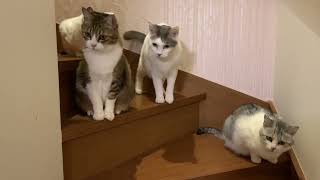 玄関でお出迎え#ねこ動画 #ねこさん #ねこのいる暮らし #ねこのきもち #cats #かわいい猫 #ネコ