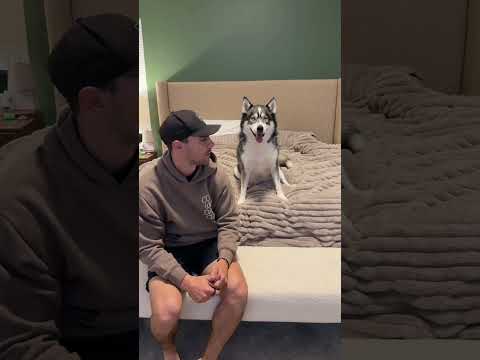 My dogs didn’t know how to react… #dogsofyoutube #dog #dogs #husky #goldenretriever