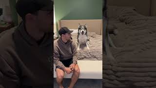 My dogs didn’t know how to react… #dogsofyoutube #dog #dogs #husky #goldenretriever Net Worth