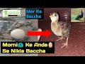 Peacock Egg Hatching Process  // Morni Ke Ande Se Nikla Baccha