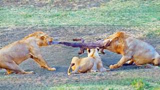 Download Lagu 4 Lions Try Pulling Live Crocodile Apart MP3 Download Lagu 4 Lions Try Pulling Live Crocodile Apart MP3