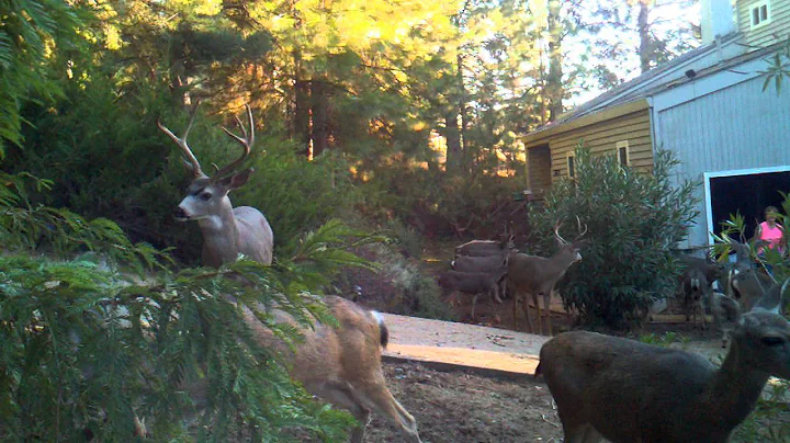 wife feeding deer