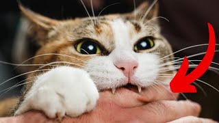 Why Does My Cat LICK ME and Then BITE ME?  What Your Cat’s Bite Place Reveals About YOUR BOND