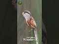 The Bamboo Forest Bird with a Parrot Beak Spot Breasted Parrotbill#wildlife #animals #shorts
