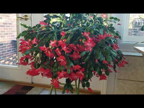 Video: Care Of Old Christmas Cactus - What To When Christmas Cactus Is Get Woody