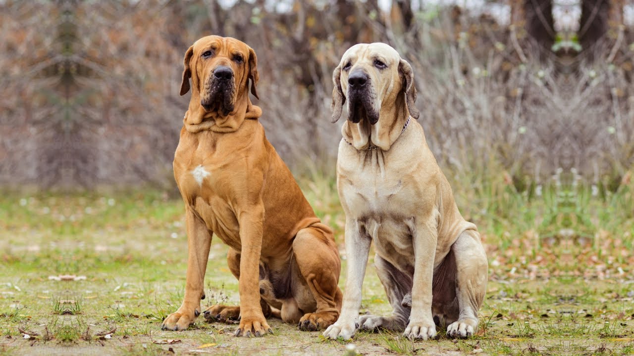 THE FILA BRASILEIRO DOG - THIEF NEED TO THINK TWICE BEFORE