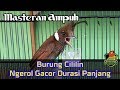 Masteran Ampuh Burung Cililin Ngerol Gacor Durasi Panjang Omkicau(.mp3 .mp4) Mp3 - Mp4 Download