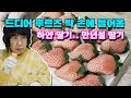 [Eng] 후르츠 박에게 잡힌 만년설 딸기