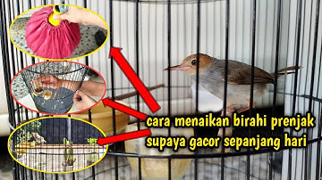 CARA MENAIKAN BIRAHI PRENJAK KEPALA MERAH SUPAYA GACOR DAN FIGHTER‼️