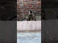 Monkey 🙈//Black Monkey In//Ayodhya #vlog