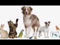 Have you got a pet song for children