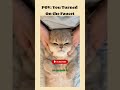 Lovely cat videos | American cat lovers | #shorts #viral #america #usa #catshorts #catmoments #funny