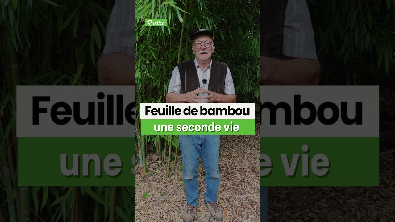 Les feuilles de bambou, un vrai trésor au jardin ✨