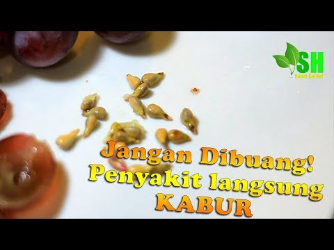 Jangan Dibuang !! Manfaat Biji Buah Anggur Yang Luar Biasa - Sehat Herbal