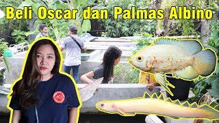 Akhirnya Beli Oscar Albino dan Palmas Albino.....Pencarian selama 3 hari !