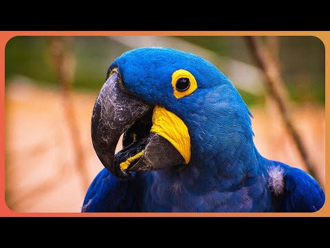 Inside The Beautiful Wildlife of Mexico and Brazil | Art Wolfe&rsquo;s Travels To The Edge | Real Wild