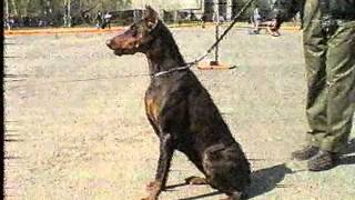 Выставка собак, 1994 г., часть 10 Выставка собак, 1994 г., часть 10