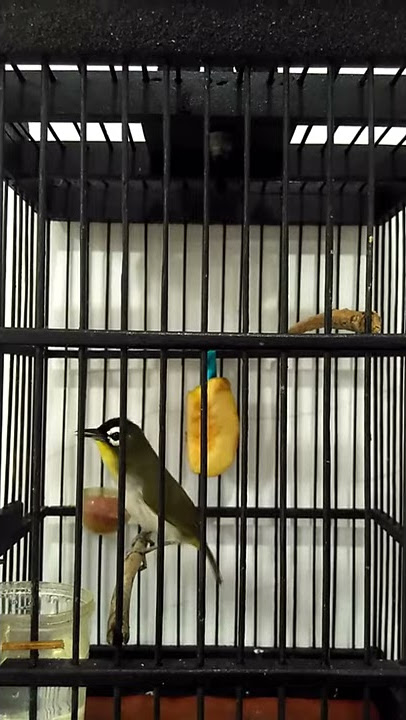Pleci kepala hitam ngalas kenari(black fronted white eye)