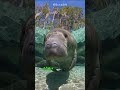 The amazonian manatees remarkable adaptations shorts  buzzbilt  animals wildcreatures