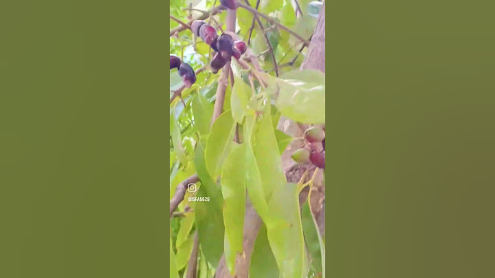 InsyaAllah #blackplum #jamaica #pohon yang ditanam di rumah
